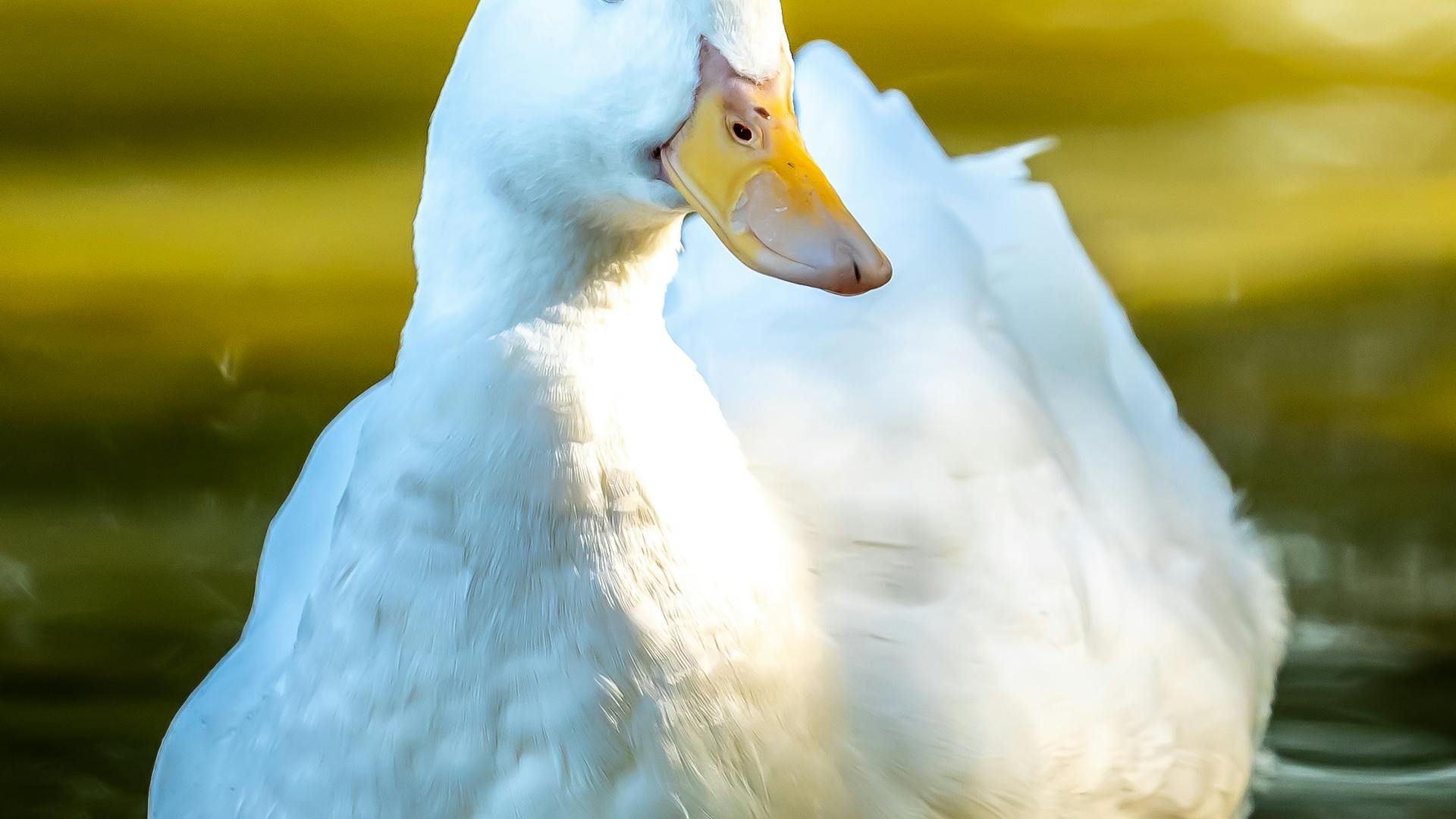 pexels-photo-28849120